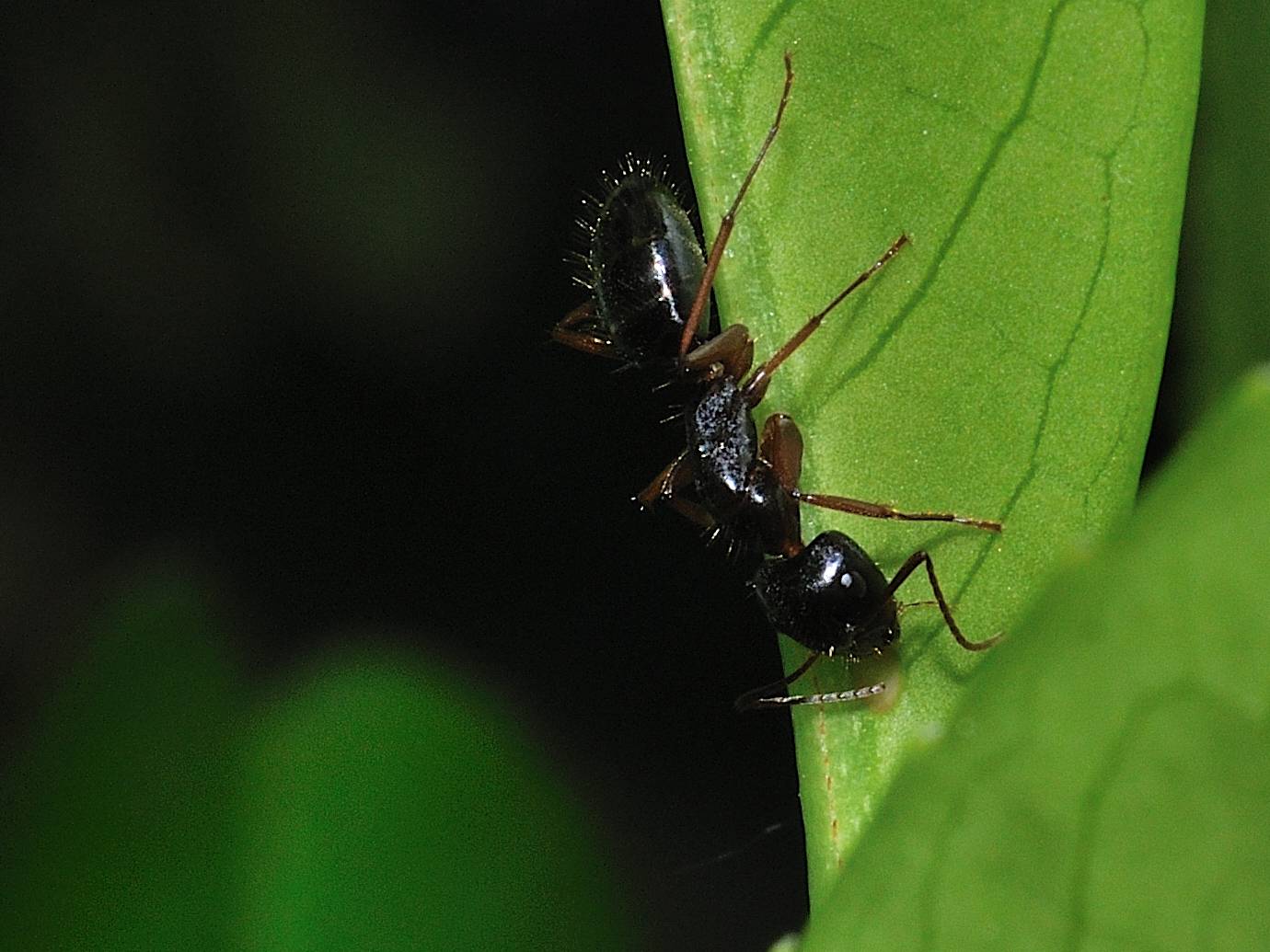 Formica cfr gagates, Camponotus aethiops e C. marginatus